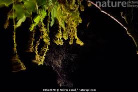 Attēlu rezultāti vaicājumam “Quercus robur male flower”