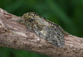 Attēlu rezultāti vaicājumam “Peridea anceps”