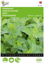 Image result for Menta x piperita