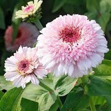 Image result for Zinnia elegans