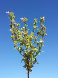 Attēlu rezultāti vaicājumam “Microrrhinum minus leaf”