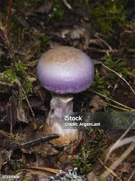 Attēlu rezultāti vaicājumam “Cortinarius traganus”