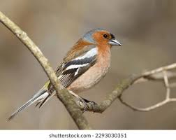 Attēlu rezultāti vaicājumam “Fringilla coelebs male”