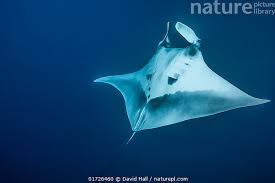 Image result for Mobula birostris