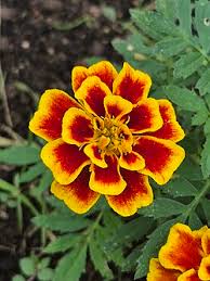 Image result for Tagetes patula