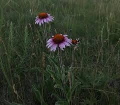 Image result for Echinacea angustifolia