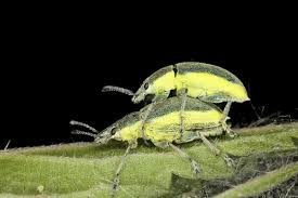 Attēlu rezultāti vaicājumam “Chlorophanus viridis”