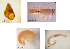 Attēlu rezultāti vaicājumam “Cricotopus”