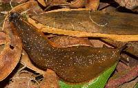 Attēlu rezultāti vaicājumam “Arion lusitanicus”