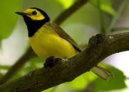 Image result for Wilsonia citrina