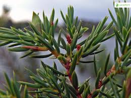 Attēlu rezultāti vaicājumam “Juniperus communis male flower”