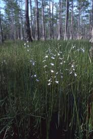 Attēlu rezultāti vaicājumam “Lobelia dortmanna bud”