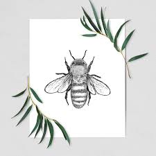 Attēlu rezultāti vaicājumam “Apis mellifera”