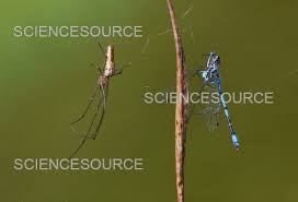 Attēlu rezultāti vaicājumam “Tetragnatha extensa”