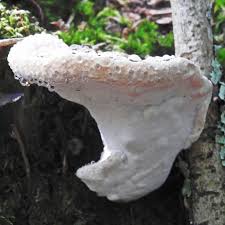 Attēlu rezultāti vaicājumam “Postia guttulata”