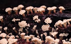 Attēlu rezultāti vaicājumam “Oligonema sp.”