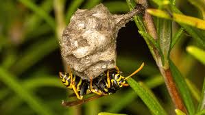 Attēlu rezultāti vaicājumam “Polistes nimpha”