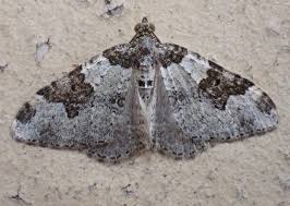 Attēlu rezultāti vaicājumam “Xanthorhoe fluctuata”