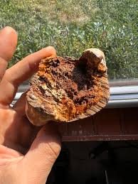 Attēlu rezultāti vaicājumam “Phellinus robustus”