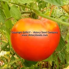 Afbeeldingsresultaat voor mortgage lifter bicolor strain tomato
