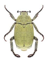 Attēlu rezultāti vaicājumam “Hoplia parvula”