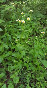 Attēlu rezultāti vaicājumam “Erigeron annuus leaf”