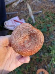 Attēlu rezultāti vaicājumam “Lactarius lygniotus”