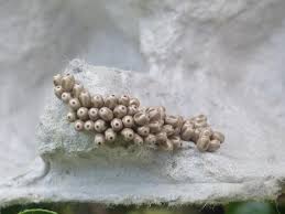 Attēlu rezultāti vaicājumam “Macrothylacia rubi larva”