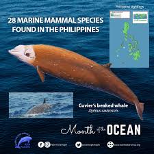 Image result for Ziphius cavirostris