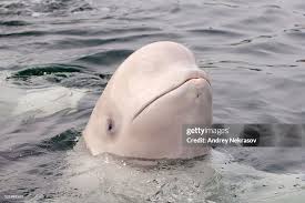 Image result for Delphinapterus leucas