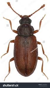 Attēlu rezultāti vaicājumam “Erotylidae”