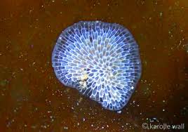 Attēlu rezultāti vaicājumam “Bryozoa”