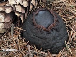 Attēlu rezultāti vaicājumam “Sarcosoma globosum”