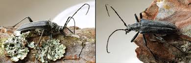 Attēlu rezultāti vaicājumam “Oxymirus cursor”