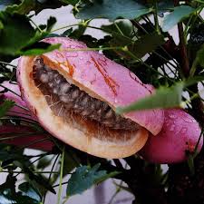 Attēlu rezultāti vaicājumam “Cinna latifolia fruit”