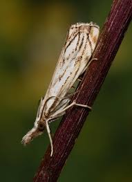 Attēlu rezultāti vaicājumam “Catoptria falsella”