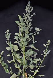 Attēlu rezultāti vaicājumam “Chenopodium album flower”