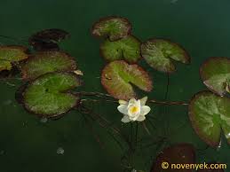 Attēlu rezultāti vaicājumam “Nymphaea candida leaf”