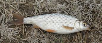 Image result for Rutilus caspicus