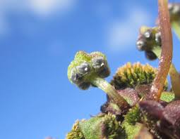 Attēlu rezultāti vaicājumam “Preissia quadrata”