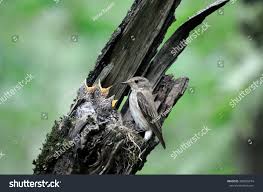 Attēlu rezultāti vaicājumam “Muscicapa striata nest”