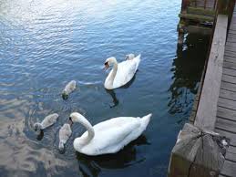 Attēlu rezultāti vaicājumam “Cygnus olor”