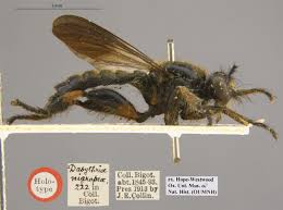 Attēlu rezultāti vaicājumam “Choerades sp.”