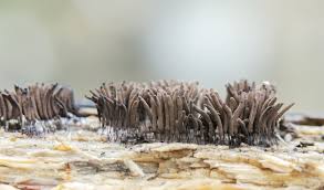 Attēlu rezultāti vaicājumam “Stemonitis axifera”