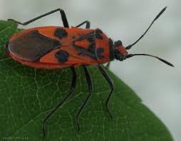 Attēlu rezultāti vaicājumam “Corizus hyoscyami”