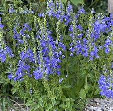 Image result for Veronica teucrium
