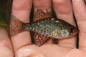 Image result for Pomoxis annularis