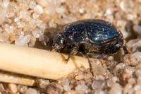 Attēlu rezultāti vaicājumam “Hypocaccus rugiceps”