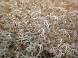 Attēlu rezultāti vaicājumam “Cladonia ciliata”