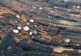 Attēlu rezultāti vaicājumam “Propolis farinosa”